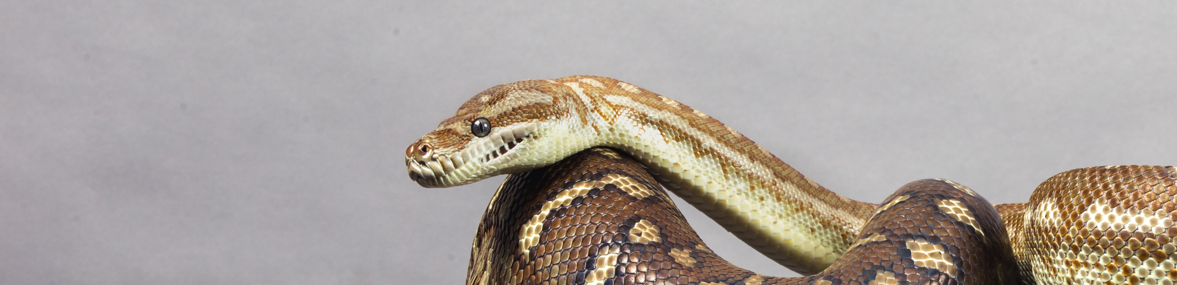 RSPCA Python resting its head on its body